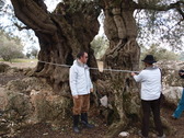 Socios de Olearum midiendo el Olivo del Pulgarn. 