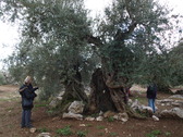 Olivos y rocas, una estampa imborrable