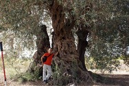 Este rbol protegido tiene ms de 9 m de permetro