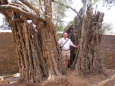 Agust Sers en los Olivos de TZINTZUNTZAN