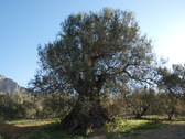 Muchos de los olivos verdiales son centenarios.P.L