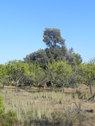 Su descomunal altura sobresale entre los almendros