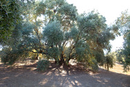 Olivos de La Candonga. M. Armengol