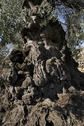 Impresionante imagen de su tronco. Foto:M.Armengol