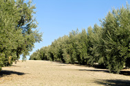 Olivar centenario del Llano del Motril. M.Armengol