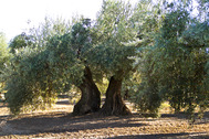Olivar con 5.394 olivos centenarios. M. Armengol