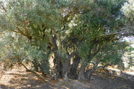 Imprsionante imagen del olivo milenario