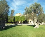 Olivos centenarios en Ca S'Hereu (Mallorca)