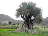 La Abuela. El ms impresionante de estos olivos