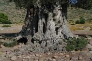 Toda la zona est jalanoda de grandes olivos