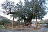 Vallado situado alrrededor de la olivera