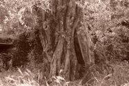 Impresionante tronco del Olivo de Las Heras