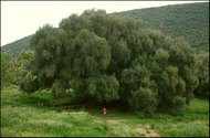 Algunos lo consideran el olivo ms viejo del mundo
