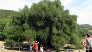 Otra imagen de este olivo de 8 m de alto