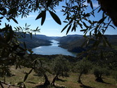 Olivos y Rio Duero. Vilvestre- E. Javilux