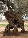 Olivo milenario en Canet le Roig.Foto:Paco Lorenzo