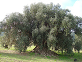 Imagen este este centenario olivo