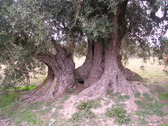 Monumental tronco del Olivo de la Tapada