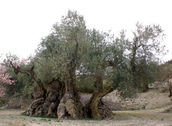 El olivo se localiza en un recndito valle