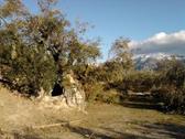 Espectacular olivo el de Gorga. Foto: AlonsoEco