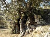El olivo se encuentra abancalado. Foto: AlonsoEco
