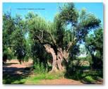 Olivera del Bailo en Belchite (Zaragoza)