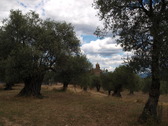 Iglesia de Olson entre un olivar centenario. P. L