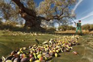 Olivos milenarios a pleno rendimiento