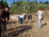 Socios de OLEARUM durante la plantacin