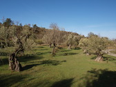 Bosques de los Olivos en Buera