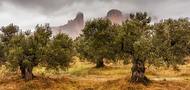 olivos centenarios con el fondo de los Mallos de R