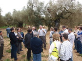 Visita a los olivos milenarios de Canet lo Roig