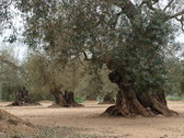 Ejemplares de Olivos Milenarios en Canet lo Roig