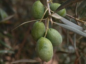 Aceitunas del Olivo Milenario de Casaria. Foto:P.L