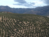 Olivar y Sierra de Cazorla. La Almedina. Foto: P.L