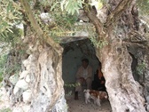 Detalle de este monumental olivo