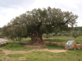 OLIVERA MORRUDA DE SEGORBE (CASTELLN)