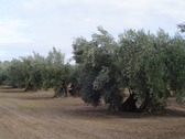 OLIVAR CENTENARIO DEL LLANO DEL MOTRIL. Foto: P.L