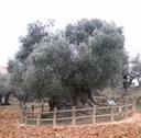 espectacular imagen de este olivo