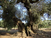 Espectacular tronco de la Farga de Arion.Foto: P.L