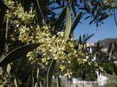 Floracin de un olivo en Sayalonga. Foto:P.Lorenzo