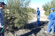 Aceituneros vareando un olivo