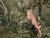 ALZACOLA EN UN OLIVO. Foto: J.L. Roldn