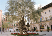 La Olivera de Cort est en la Plaza del Ayto.