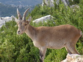 No es difcil ver la cabra monts en el Mont Car