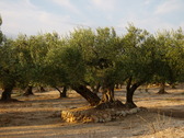 Tpico olivar de la D.O Baix-Ebre Montsi
