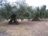 Olivos centenarios.Cortijo El Molinillo.Algarinejo