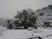 Oliva de Fuentebuena bajo la nieve