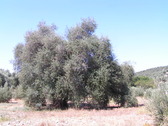 Oliva de Fuentebuena. Arroyo del Ojanco (Jan)