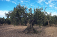 Barillas (Navarra)